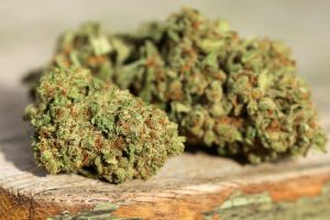 Close-up of two dried cannabis buds resting on a wooden surface.