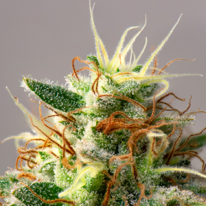 Close-up of cannabis flower with frosty trichomes, green leaves, and orange pistils