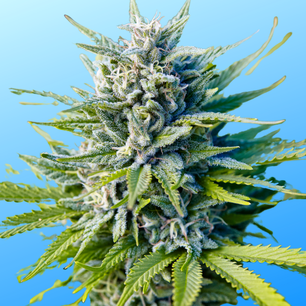 Close-up of a frosty cannabis bud with vibrant green leaves against a blue background