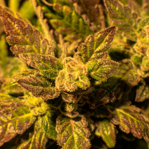 Close-up of cannabis plant with green and purple leaves coated in trichomes