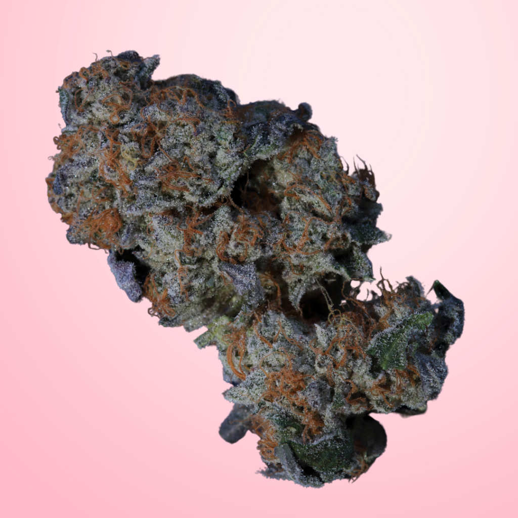A close-up photograph of a dense cannabis bud with visible orange pistils and a frosty layer of trichomes against a soft pink gradient background.