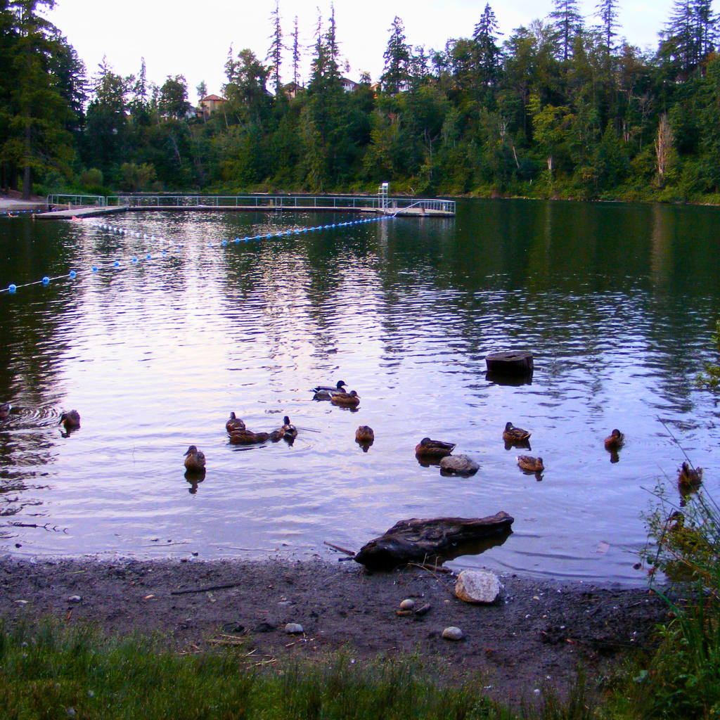 Ducks swimming near the shore of a calm lake with a dock and forested background